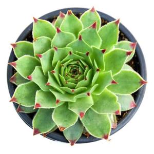 Laxmi kamal live plant| vishnu kamal plant succulent paudha |